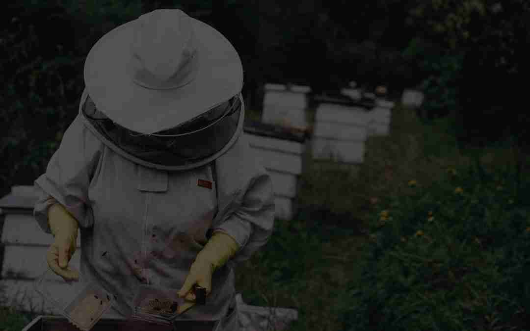 Project Hive: Redesigning policy development in NSW government