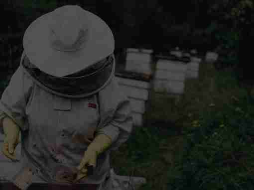 Project Hive: Redesigning policy development in NSW government