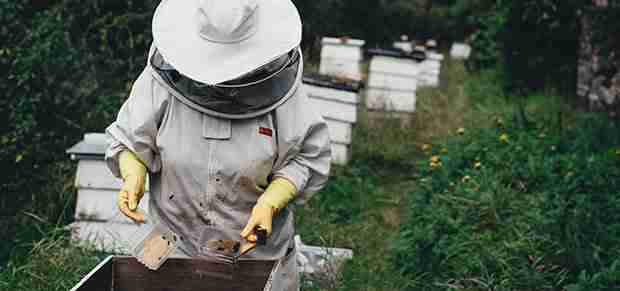 Photo of Beekeeper