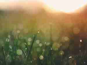 Decorative photo of grass