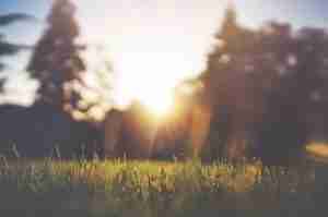 Decorative photo of grass